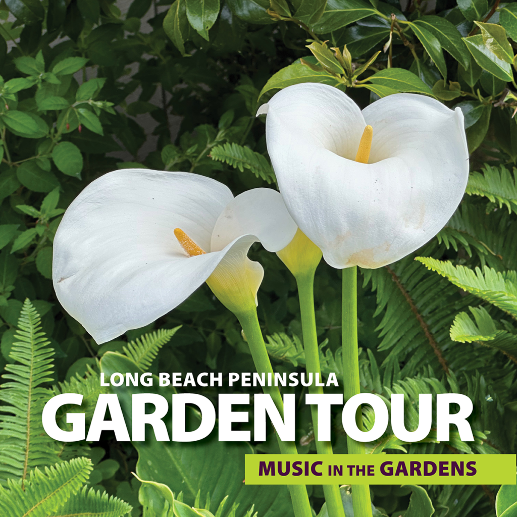 A close-up view of two beautiful white calla lilies surrounded by lush green foliage, conveying a sense of natural beauty and serenity. With the Long Beach Peninsula Garden Tour "Music in the Gardens" logo.